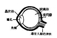 为什么说人的眼睛也是一种照相机