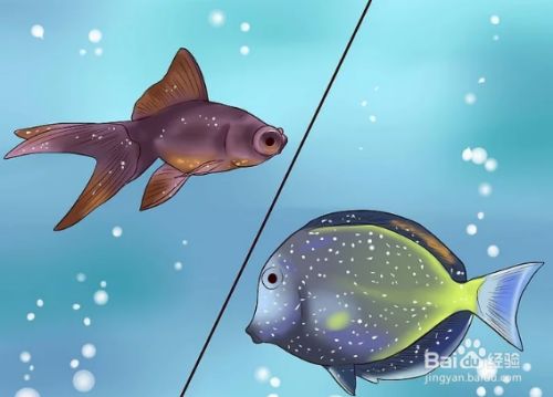 如何治疗和预防热带鱼的白点病 百度经验