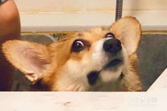 如何养柯基犬 饮食上尤为重要