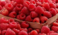 覆盆子的营养价值