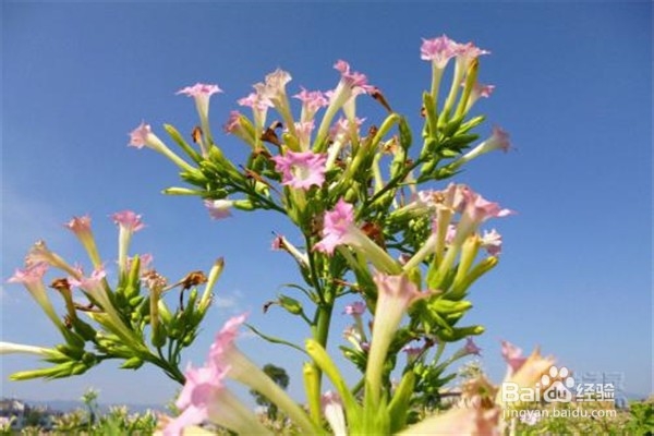 花烟草的养殖方法和注意事项有什么？