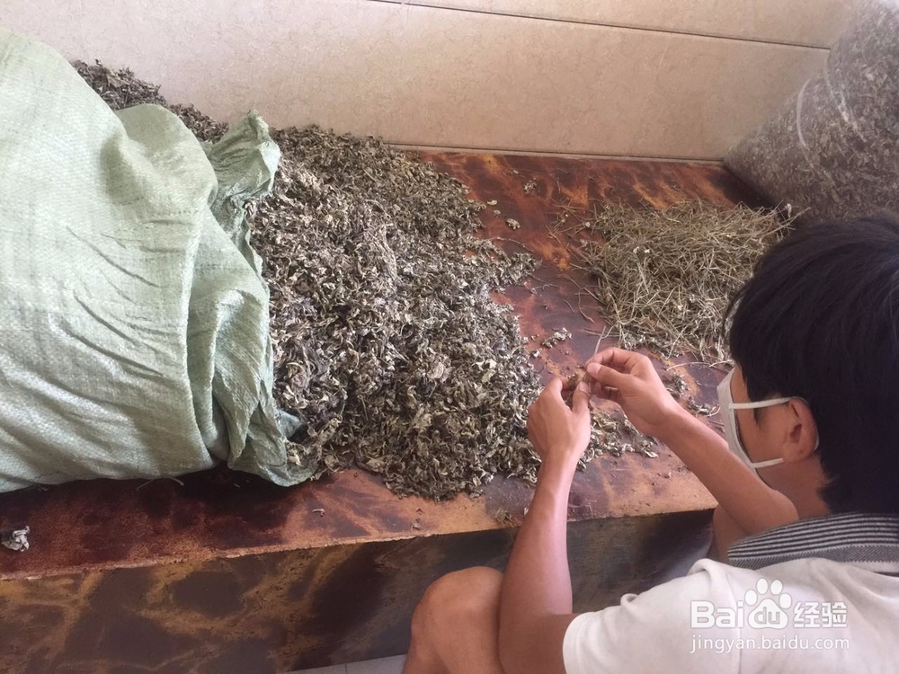 稚艾手工制作艾草绒全过程