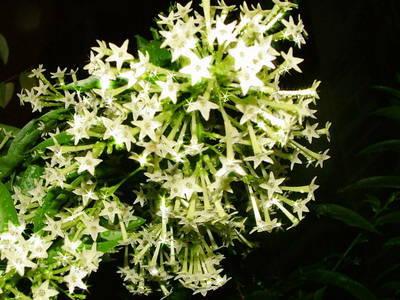 【防蚊虫】教你驱赶蚂蚁、蚊子、蟑螂的妙法