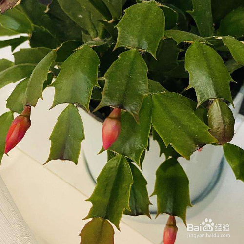 蟹脚兰怎么促进开花