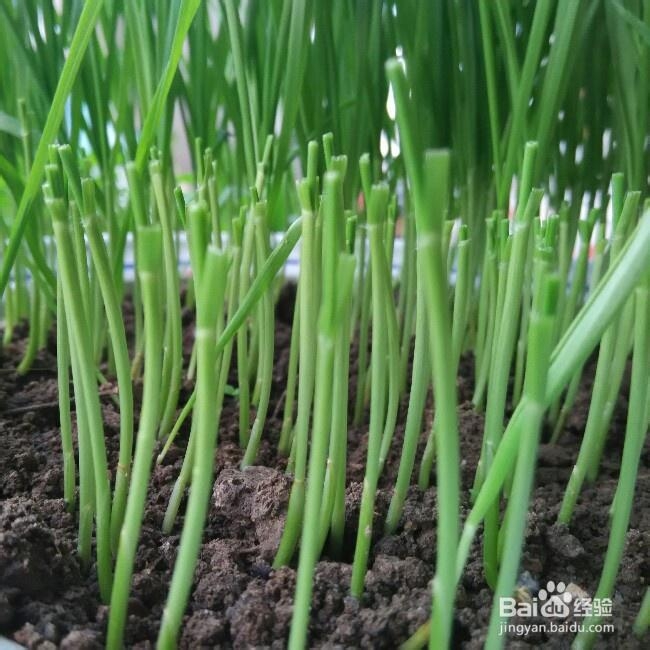 营养美味的小麦草汁