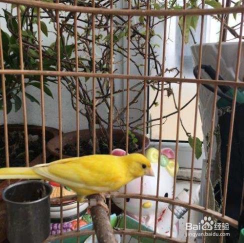 黄玉鸟的饲养方法