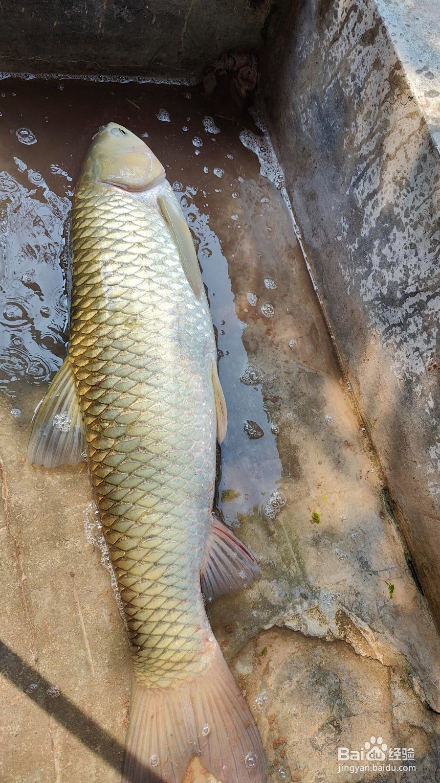 在鱼塘网鱼怎么样才能最快网到鱼