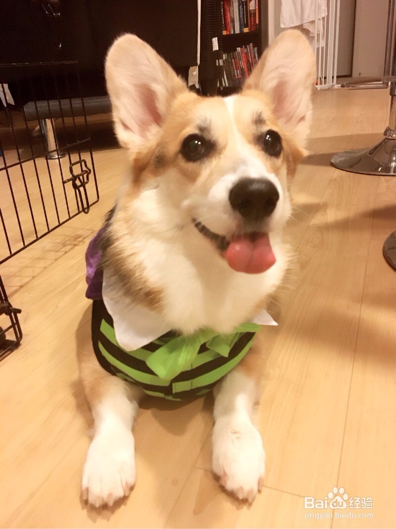 柯基犬太胖怎么办