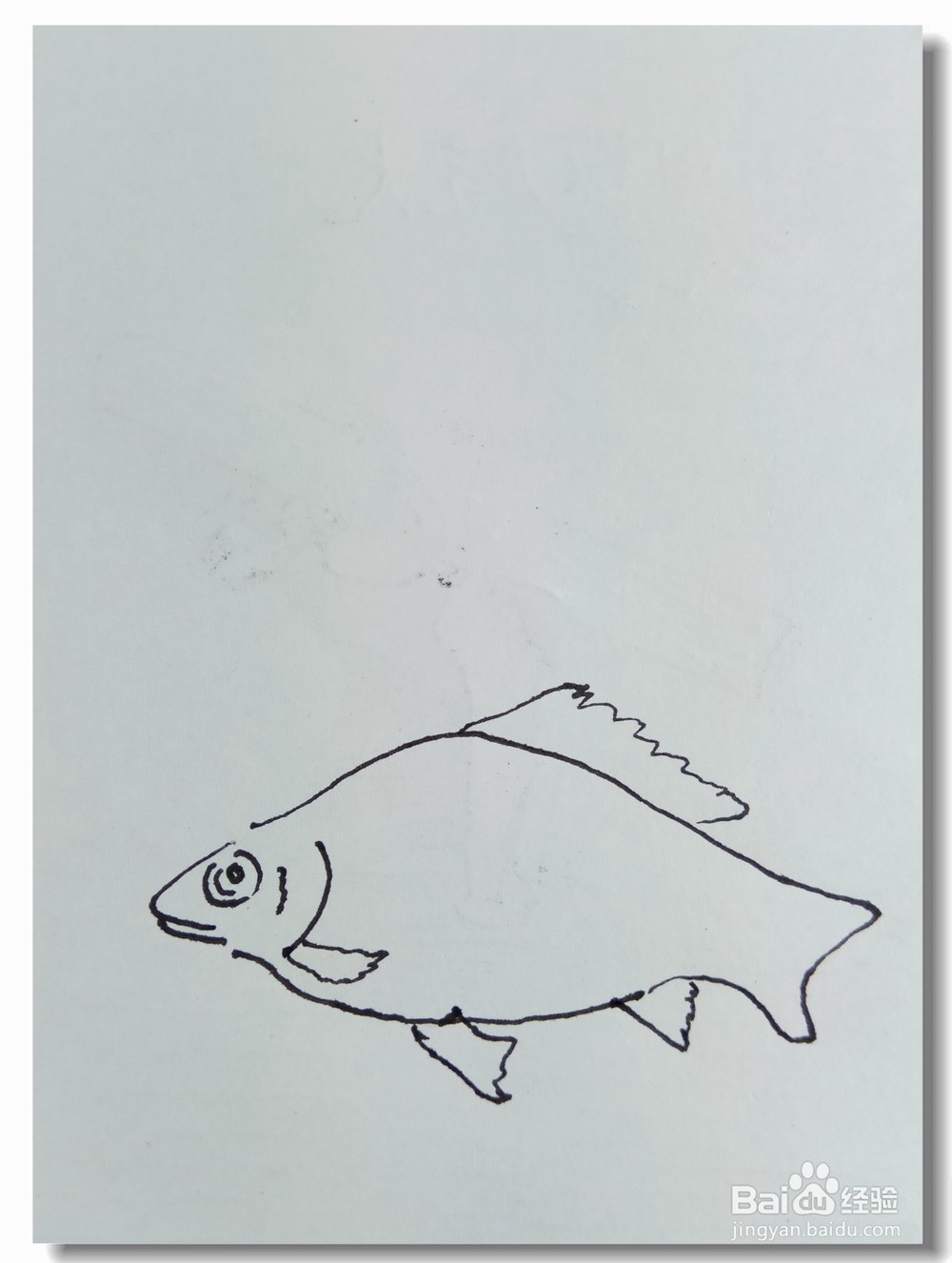 怎样画钢笔画“鲫鱼