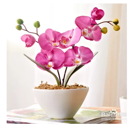 蝴蝶兰茎变黄该如何解决