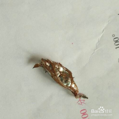 衣蛾幼虫怎么消灭