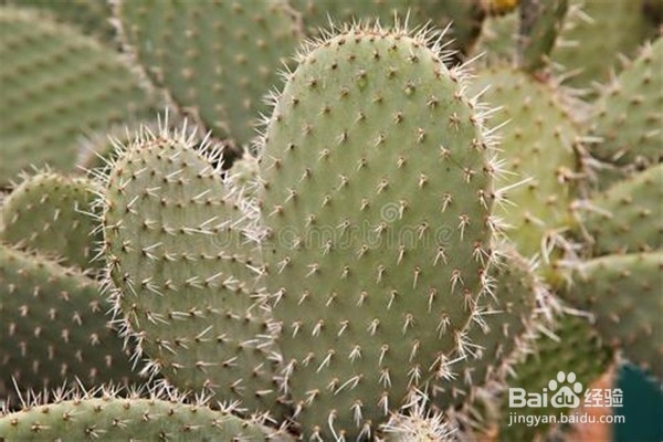 仙人掌怎么养殖和注意事项?