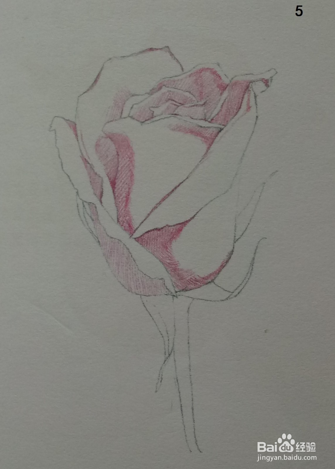 色铅笔画一朵红玫瑰(素描进阶)