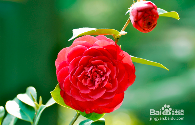 冬天能中午浇水的花有哪些？