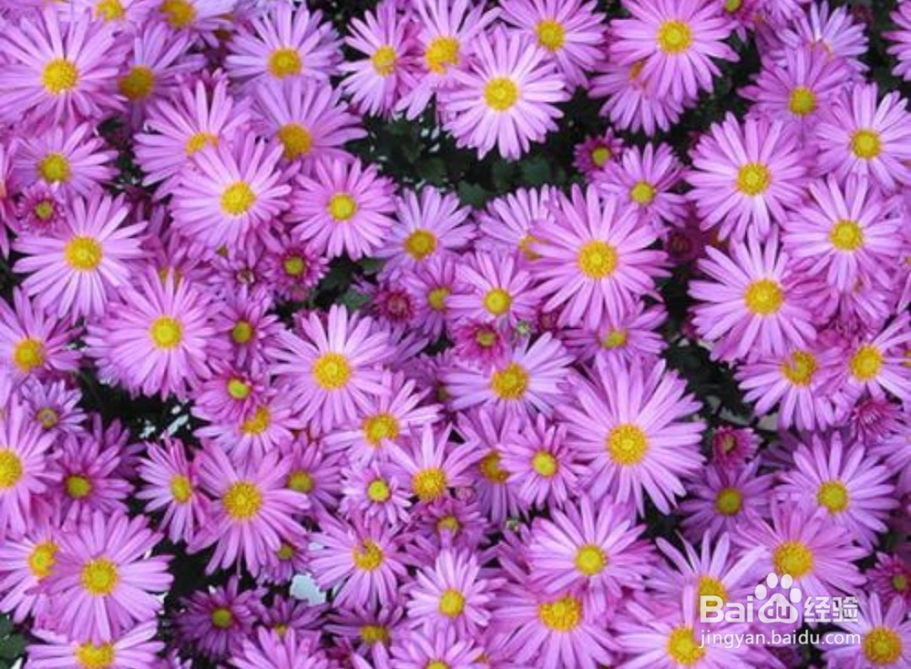 雏菊怎么养,雏菊的养殖方法