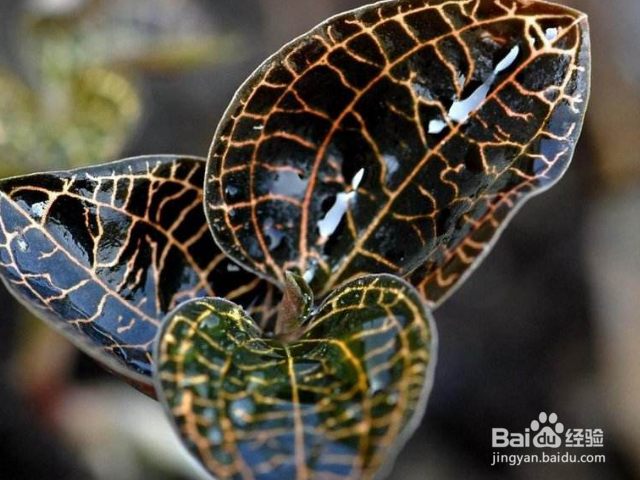 金线莲和银线莲有哪些区别？