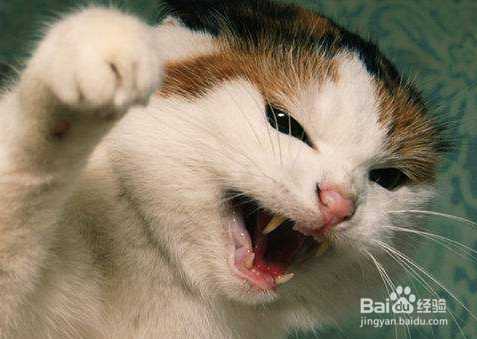 被猫抓伤怎么好的快