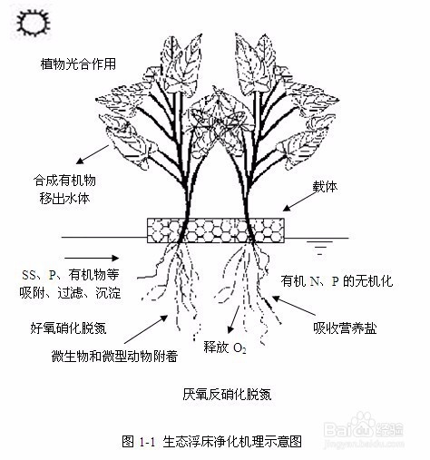 如何提高植物抗灰霉能力