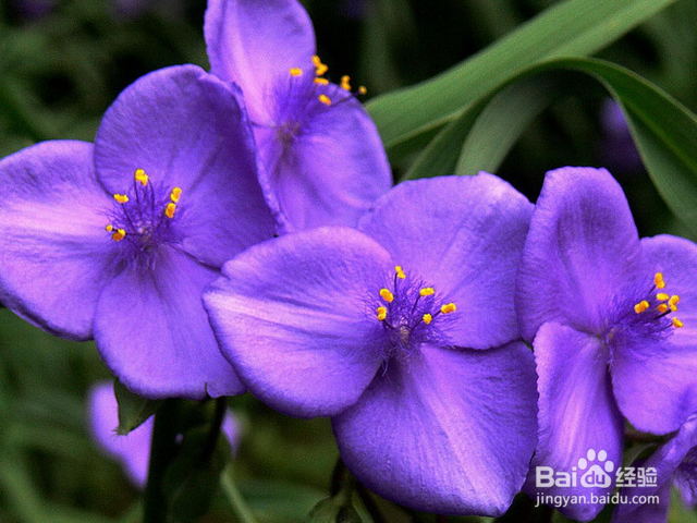 怎么是紫露草花繁叶茂？