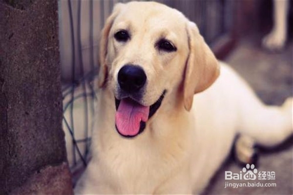 养拉布拉多需要注意些什么事情?