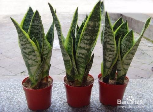 虎皮兰的养植注意事项