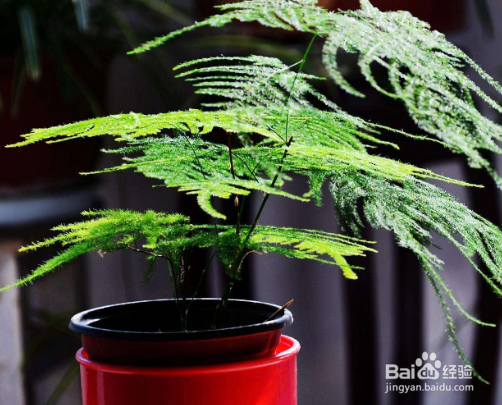 文竹养护中需要注意哪些问题？