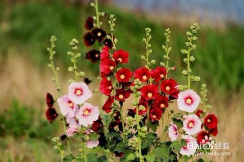 蜀葵花如何种植 百度经验