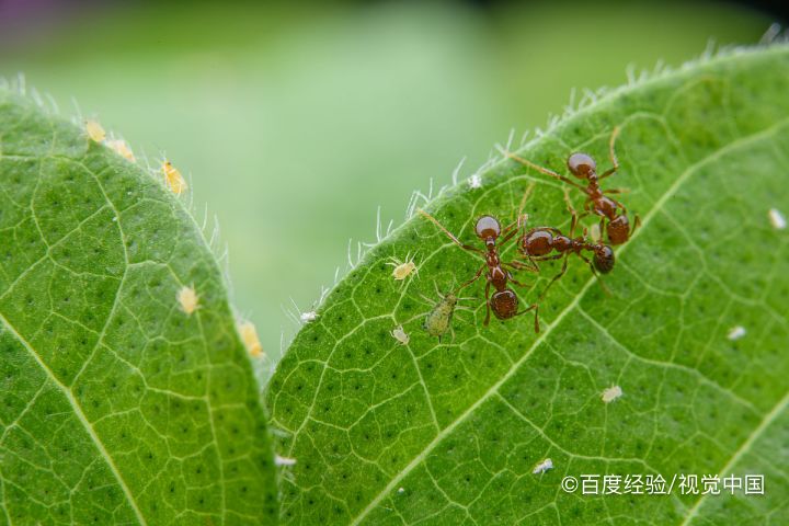 红蚂蚁消灭最简单方法