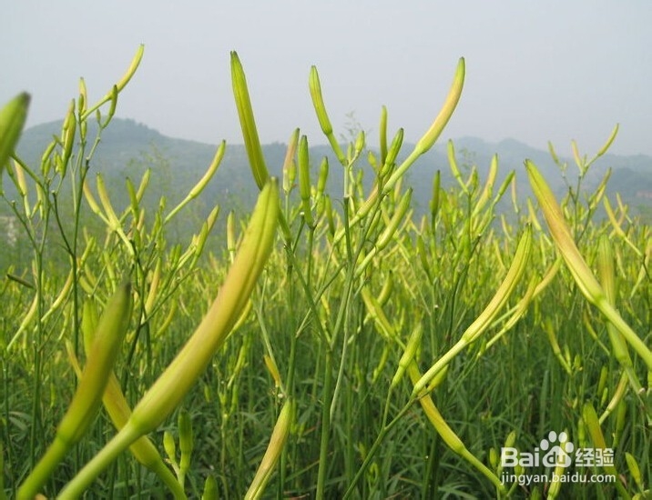 正确使用9大养生食物轻松过夏季