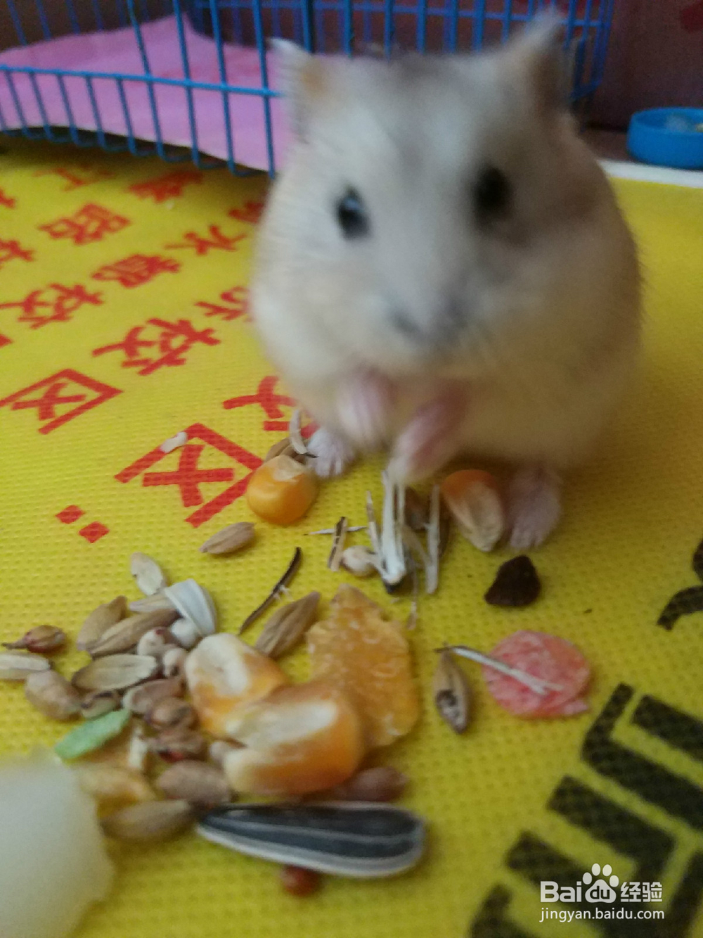 新手如何养仓鼠