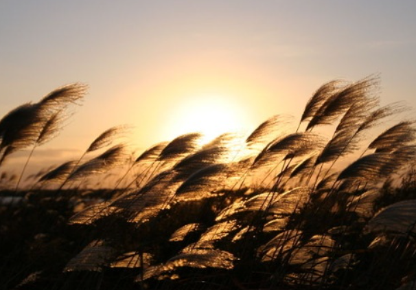 往事如风的经典唯美短信句子有哪些