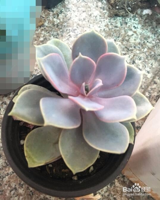 新手养多肉植物需要注意什么