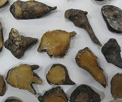 附子怎么煮才不会中毒