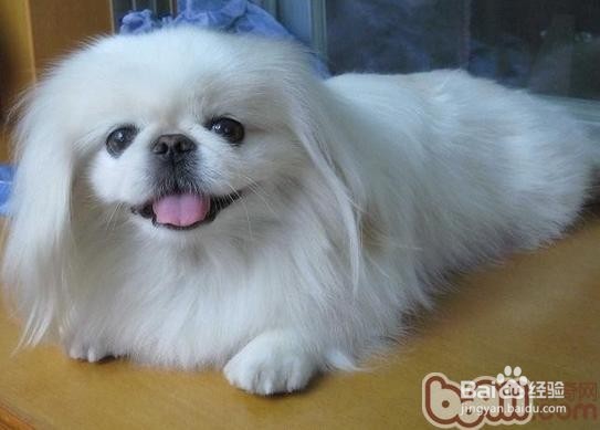 北京犬的历史与生活习性是什么