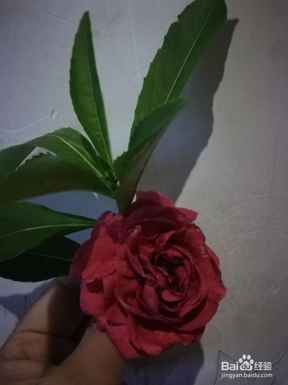 凤仙花的功效和作用