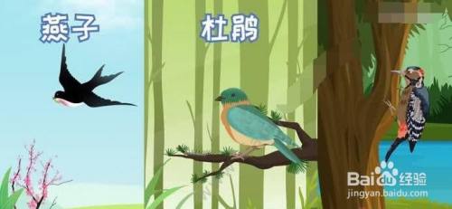 什么是益鸟 都有哪些 百度经验 什么是益鸟 都有哪些 百度经验