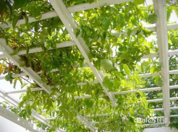 百香果种植搭设棚架方法