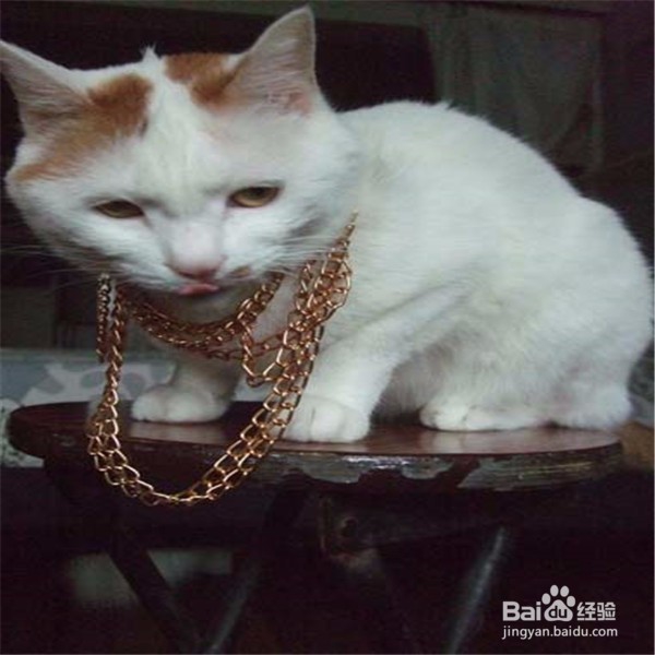 家里养猫需要注意哪些的问题
