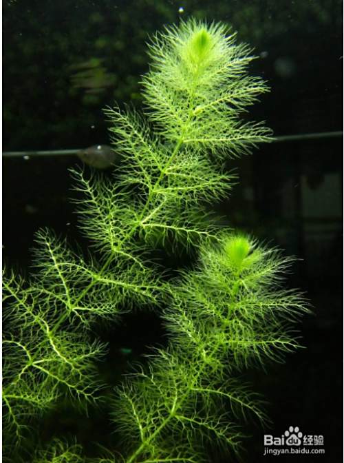 怎么培养浮游植物 百度经验 怎么培养浮游植物 百度经验