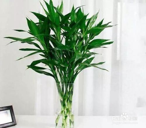 富贵竹冬天怎么养