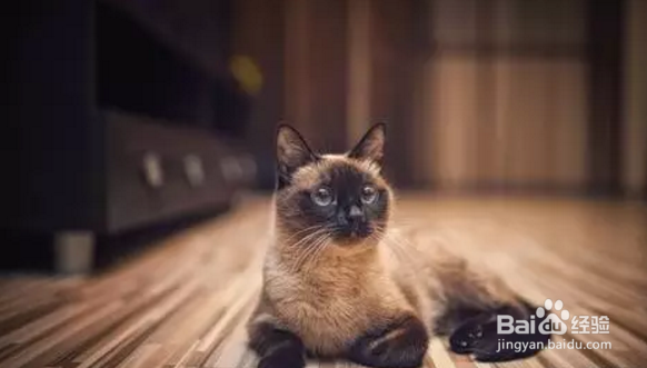 如何平稳度过宠物发情期!