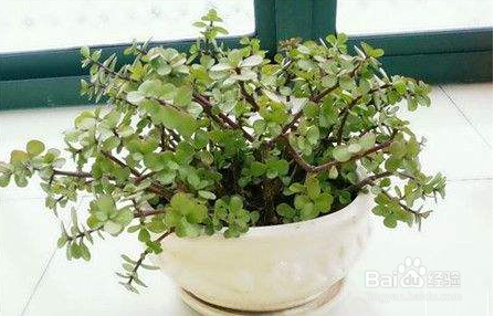 金枝玉叶移盆后叶子掉光了怎么办