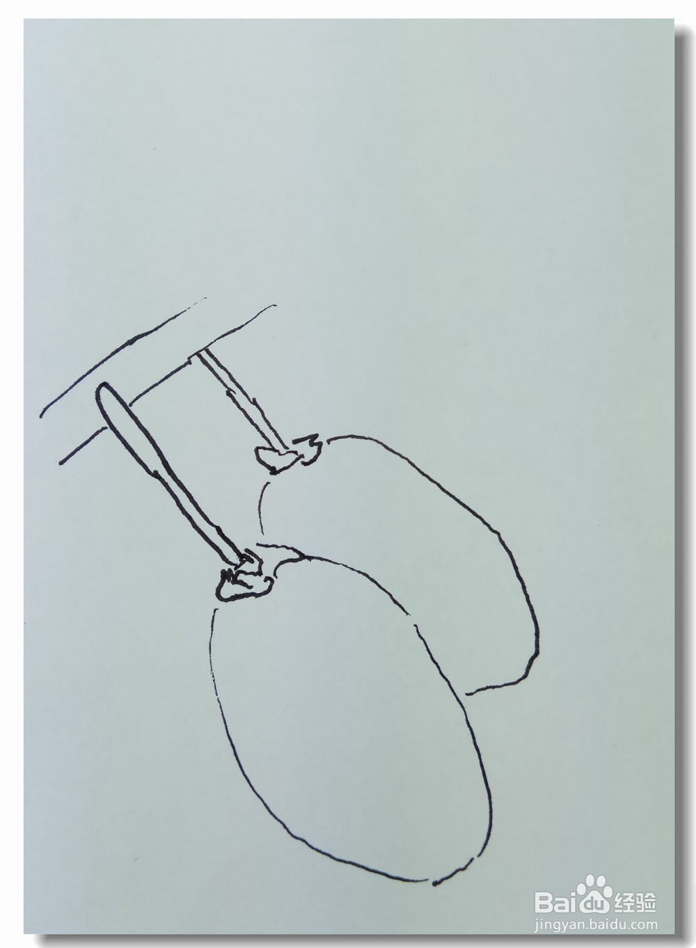 怎样画钢笔画猕猴桃?