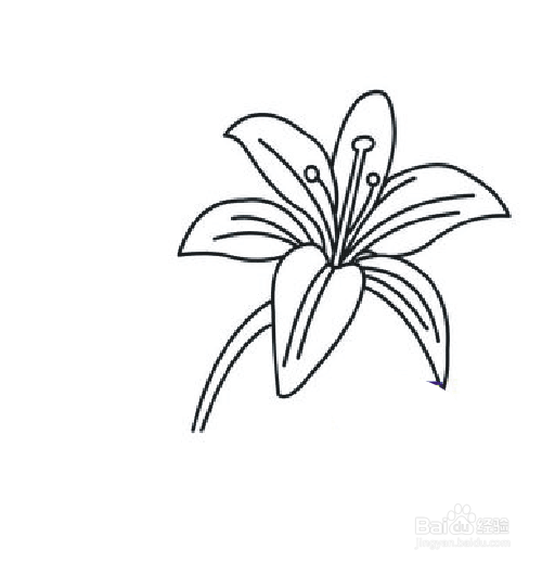 怎样在CorelDRAW中画百合花