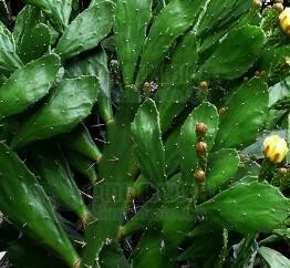 夏季减肥吃什么 苦味菜清热瘦身