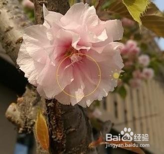 华为p10拍照模糊怎么设置？