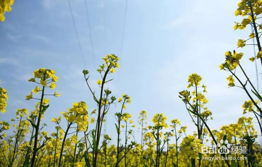 生活中油菜花蜜竟然还有这样7大好处!