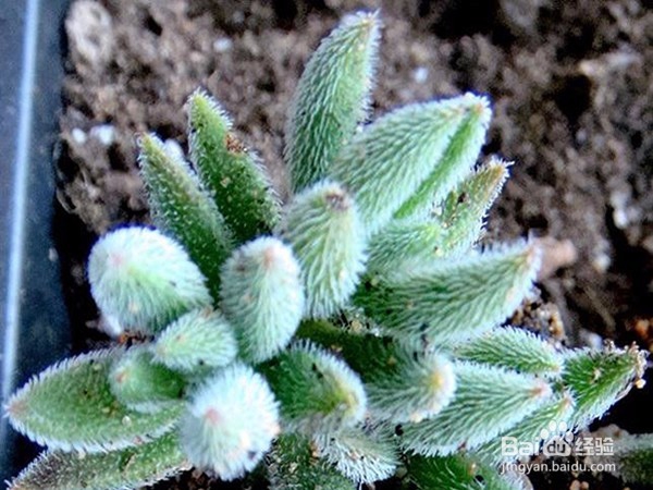 绒针多小苗怎么养