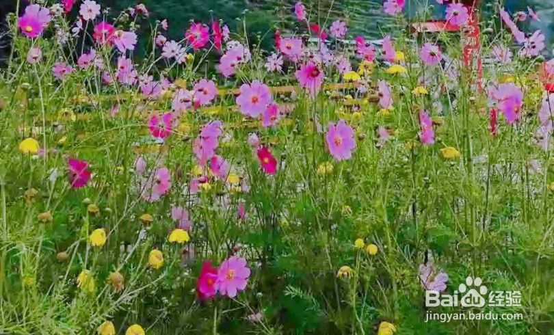怎么谈恋爱才能长久下去,如何谈恋爱呢?