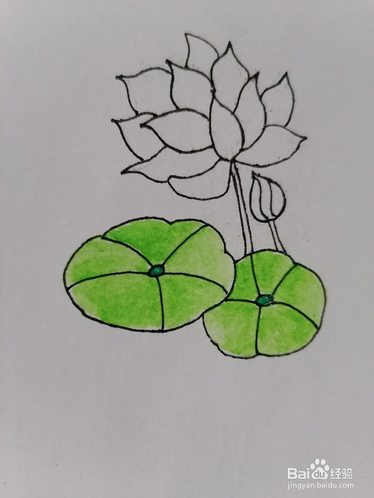 荷花用水彩怎么画